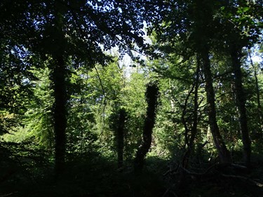 Her finder du den tropiske jungle på Bornholm
