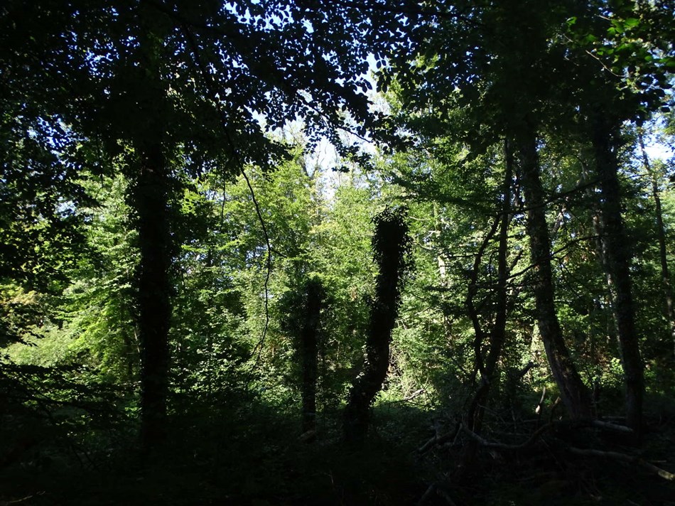 Her finder du den tropiske jungle p� Bornholm