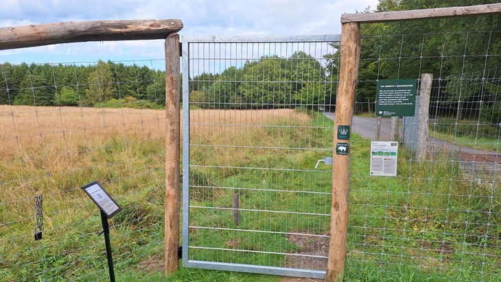 L&aring;gen p&aring; billedet er placeret ved f&aelig;rist i sydlige ende af Chr. X's Vej. Foto: Naturstyrelsen Bornholm 