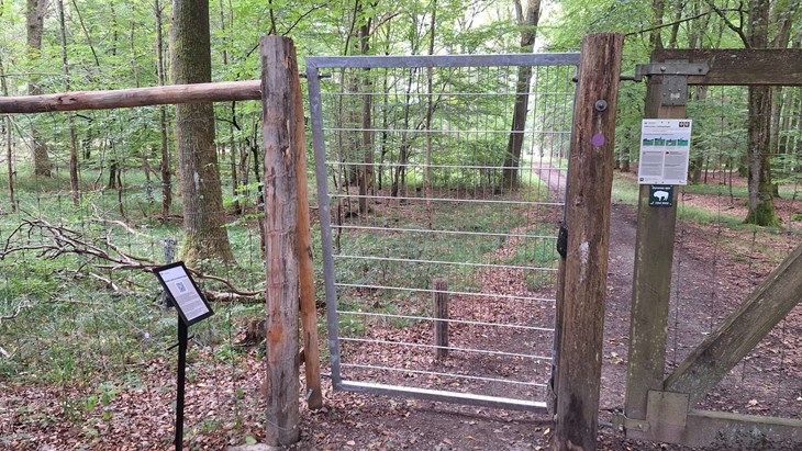 L&aring;gen er placeret ved ved Prinsgemalens Vej, i den nordvestlige ende af Bisonskoven. Foto: Naturstyrelsen Bornholm 
