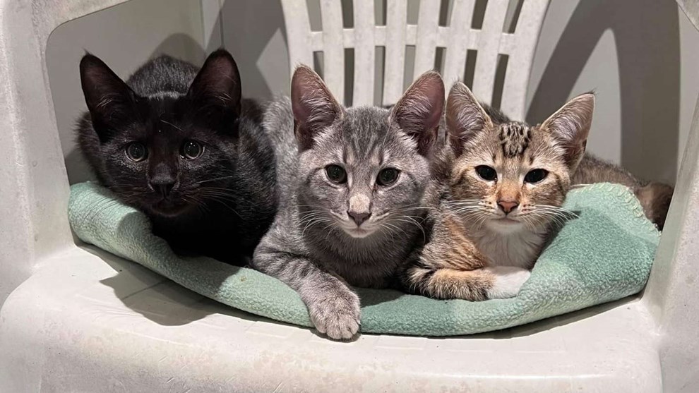 Clint Eastwood II bor p� Bornholm