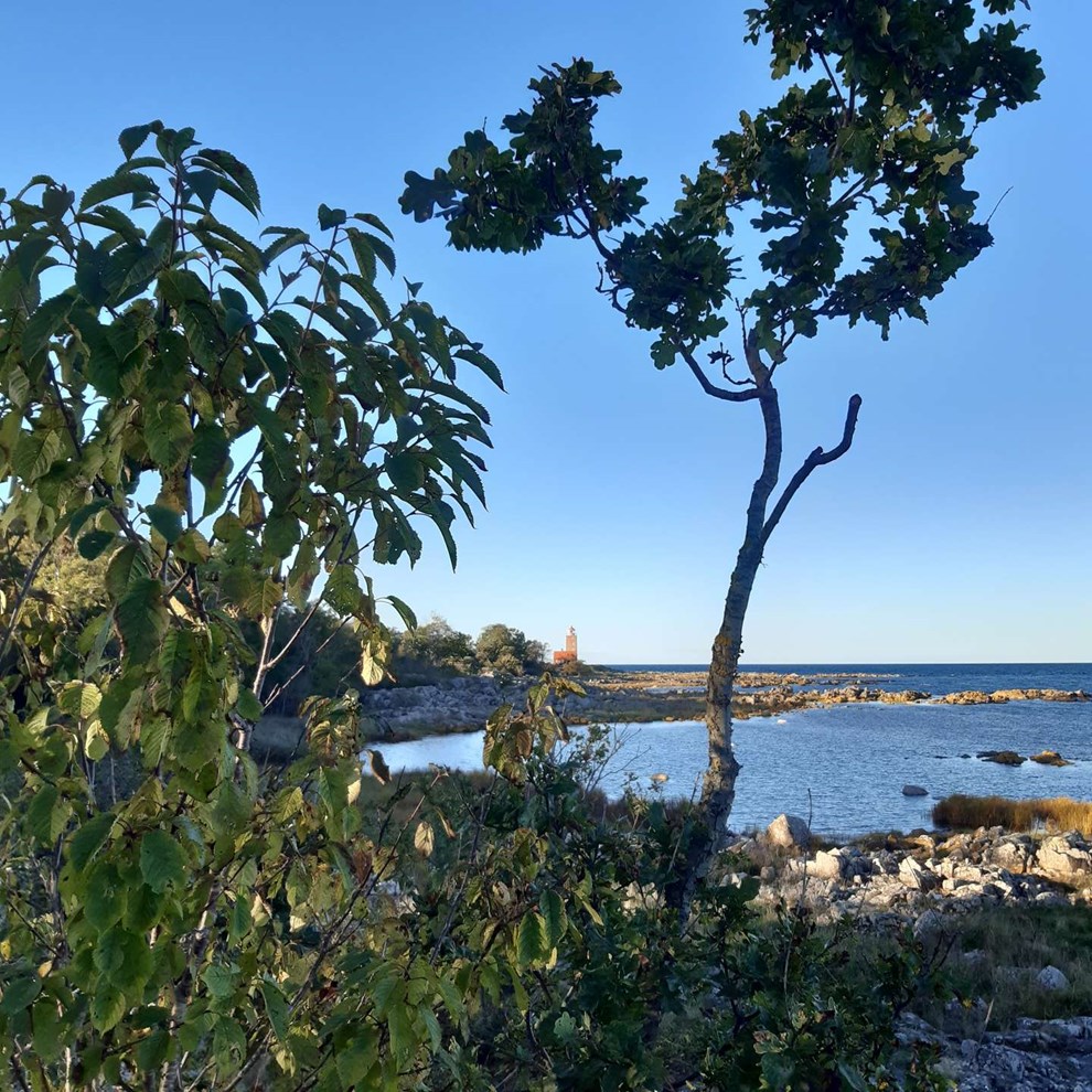 Dagens billede: Smukt sensommervejr ved Svaneke Dagens billede: Smukt sensommervejr ved Svaneke