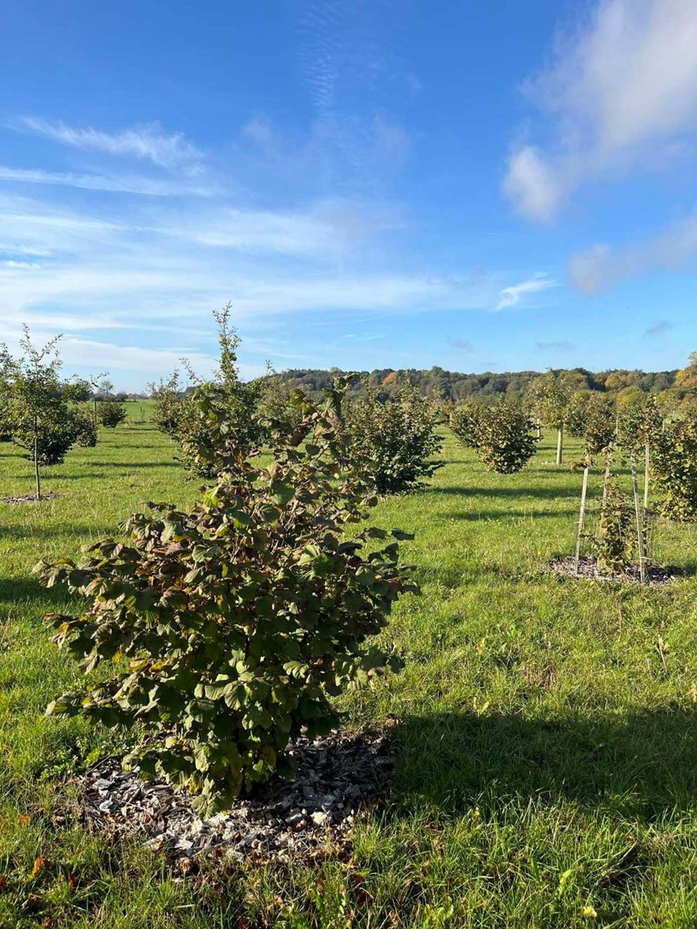 Kan en svamp skabe helt ny sson? Det kan meget vel blive en smagssag