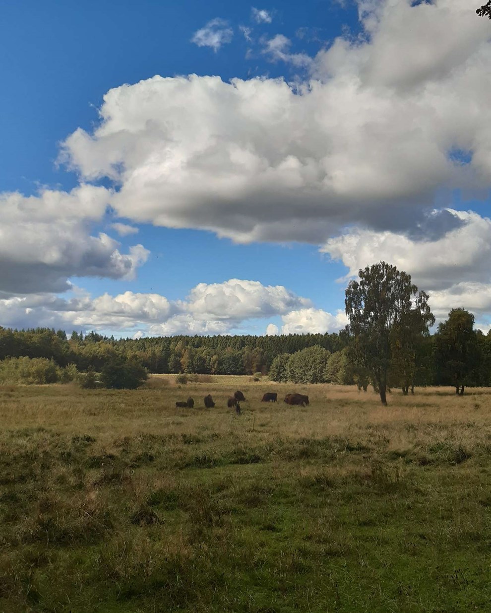 Dagens billede: Efterårshimmel og græssende bisoner Dagens billede: Efterårshimmel og græssende bisoner