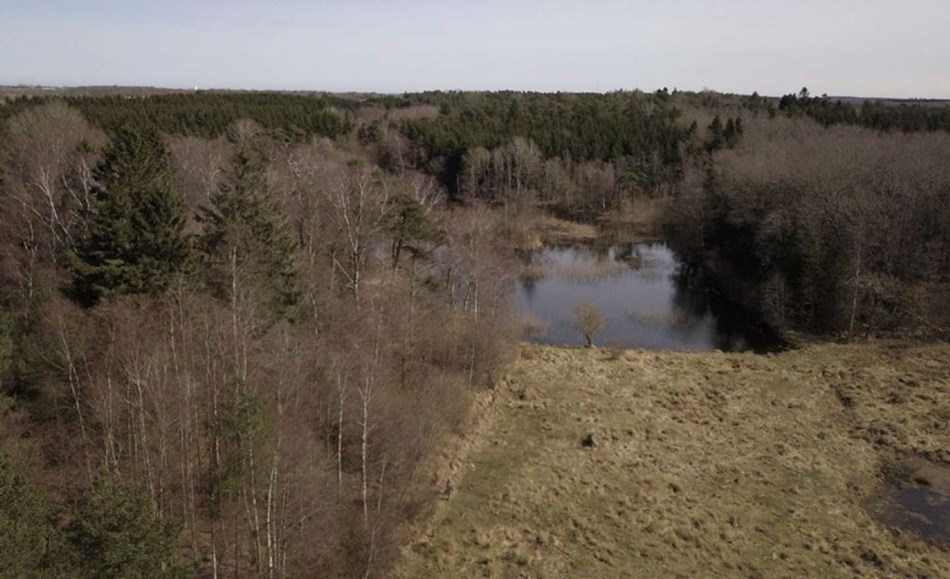 Historien om Danmarks femte st�rste skov