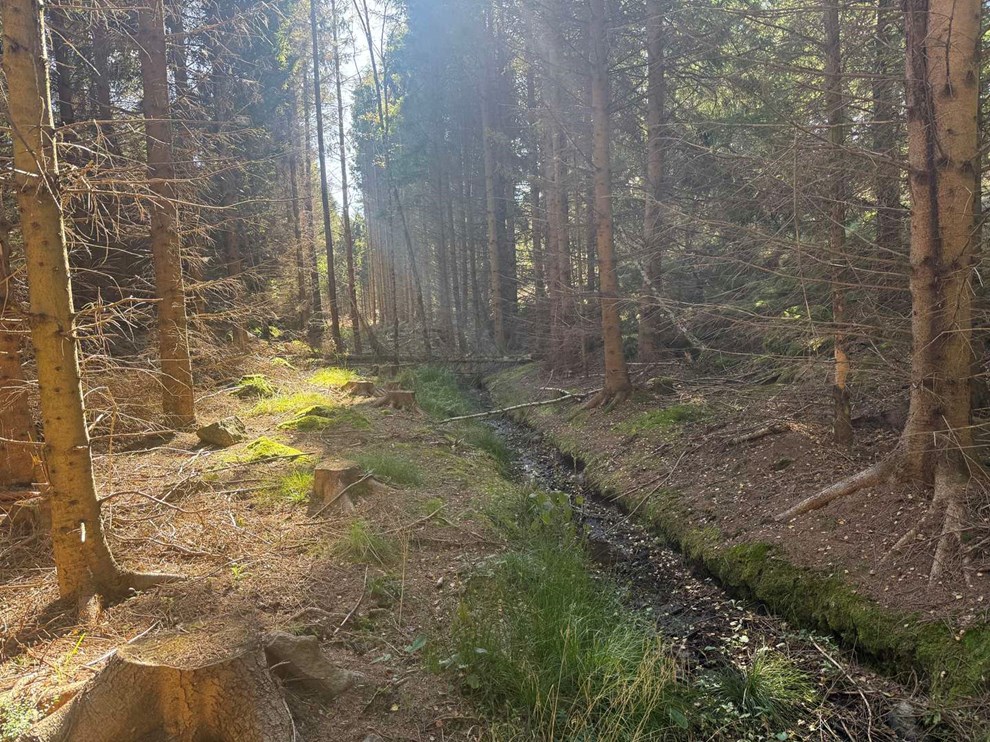 Vi har træ nok – men må ikke bruge det Vi har træ nok – men må ikke bruge det