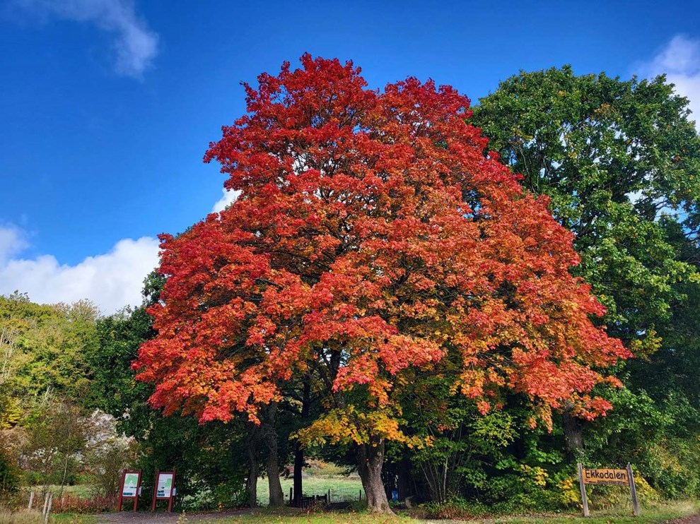 Dagens billede: Den flotte spidsløn i Ekkodalen Dagens billede: Den flotte spidsløn i Ekkodalen