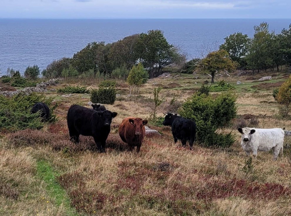 Dagens billede: Køer i Slotslyngen Dagens billede: Køer i Slotslyngen
