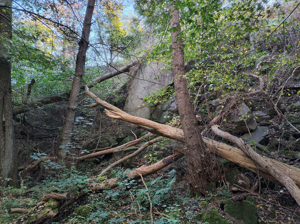 Dagens billede: Biodiversitet i Storedalen Dagens billede: Biodiversitet i Storedalen