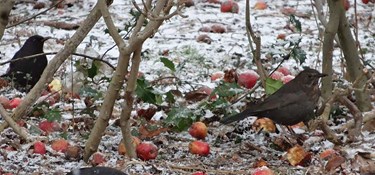 Gode råd til vinteren: Opfør dig som en elefant