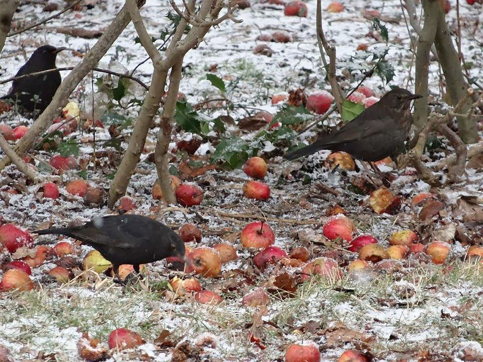 Gode råd til vinteren: Opfør dig som en elefant Gode råd til vinteren: Opfør dig som en elefant