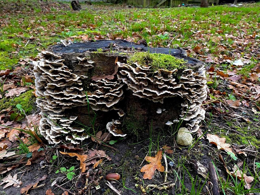 Dagens billede: Svampetid Dagens billede: Svampetid