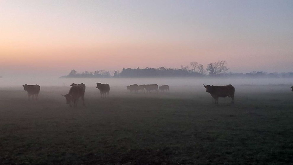 Dagens billede: Køer i aftendis Dagens billede: Køer i aftendis