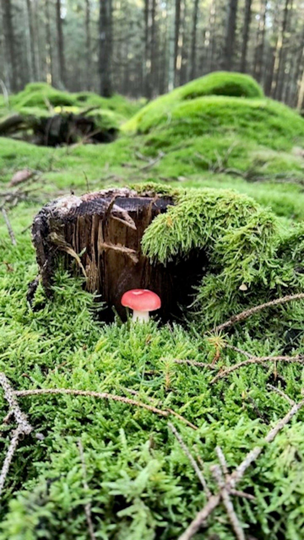 Dagens billede: Nabo på svampejagt. Dagens billede: Nabo på svampejagt.