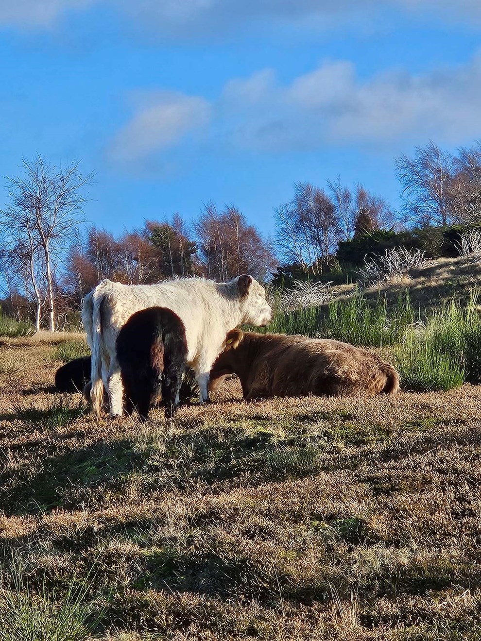 Dagens billede: Køer i sol Dagens billede: Køer i sol