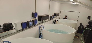 Nyt erhvervseventyr: 10.000 rejelarver på vej til Nexø