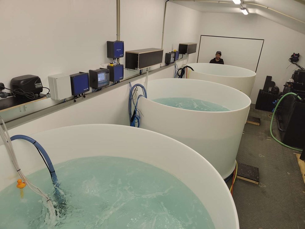 Nyt erhvervseventyr: 10.000 rejelarver p vej til Nex