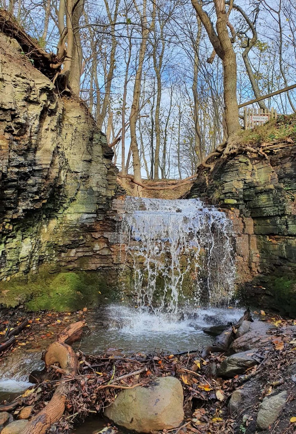 Dagens billede: Risebkken i natursknne Sose