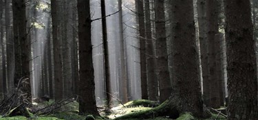 Drop dyre juledekorationer - her kan du finde dem gratis