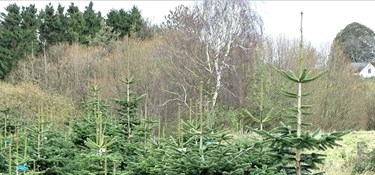 Juletræets glemte historie