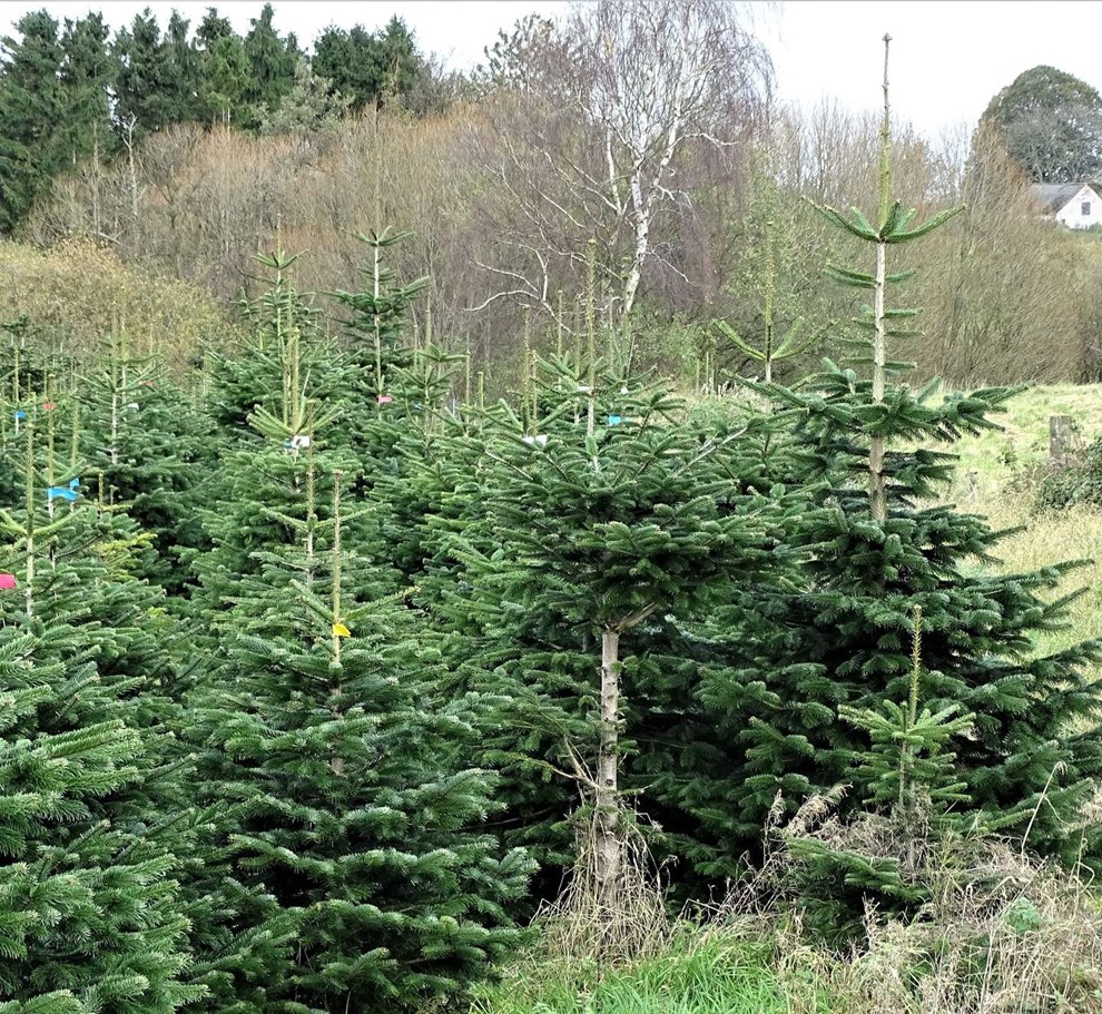Juletræets glemte historie Juletræets glemte historie