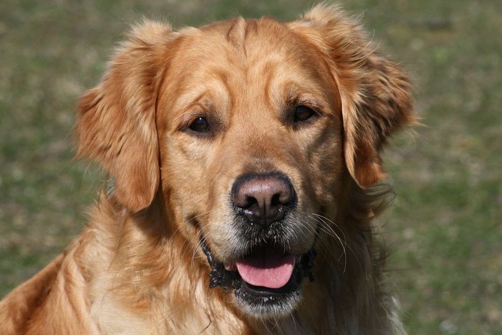 Finder hunde med droner  nu kommer de til Bornholm