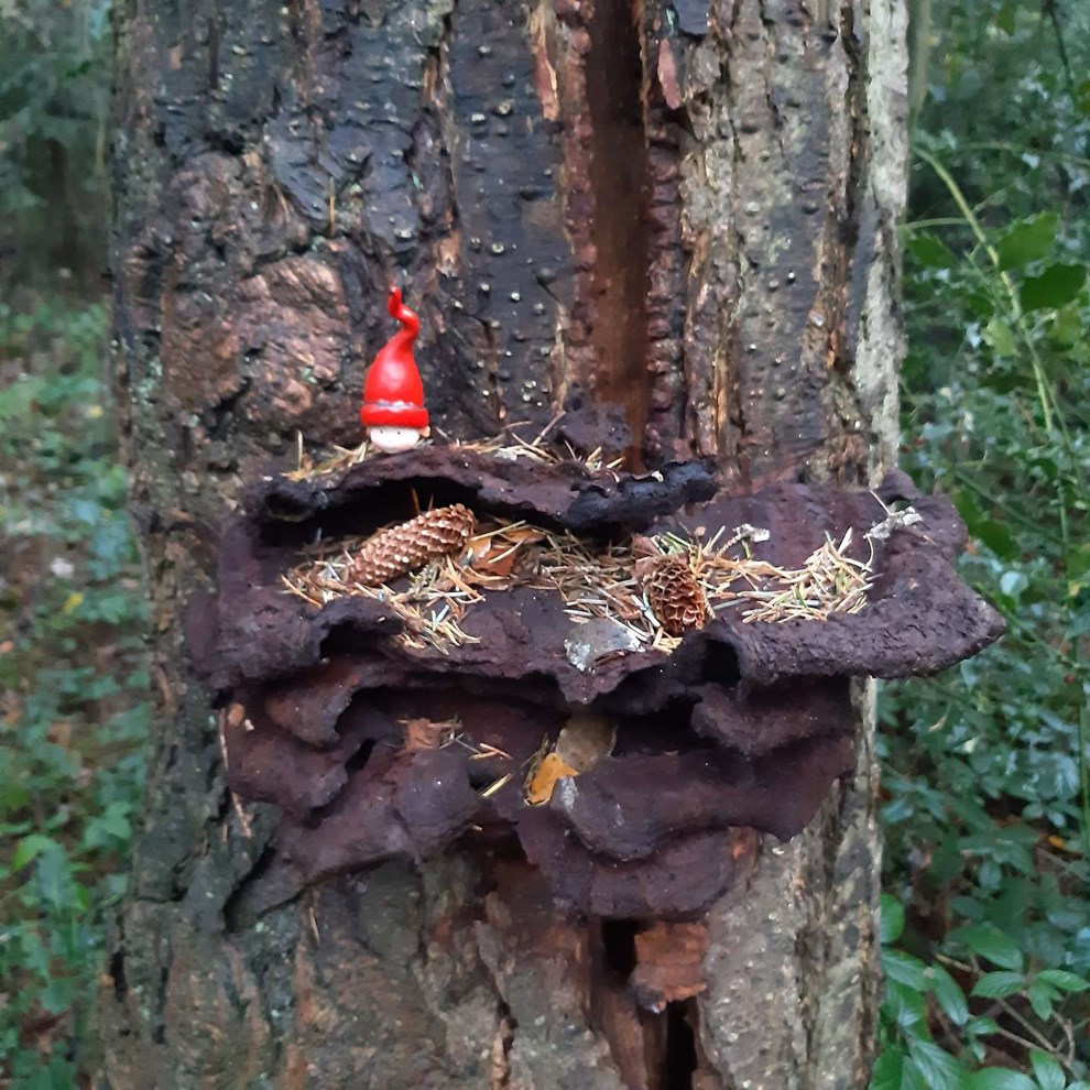 Dagens billede: Nisse i skoven Dagens billede: Nisse i skoven