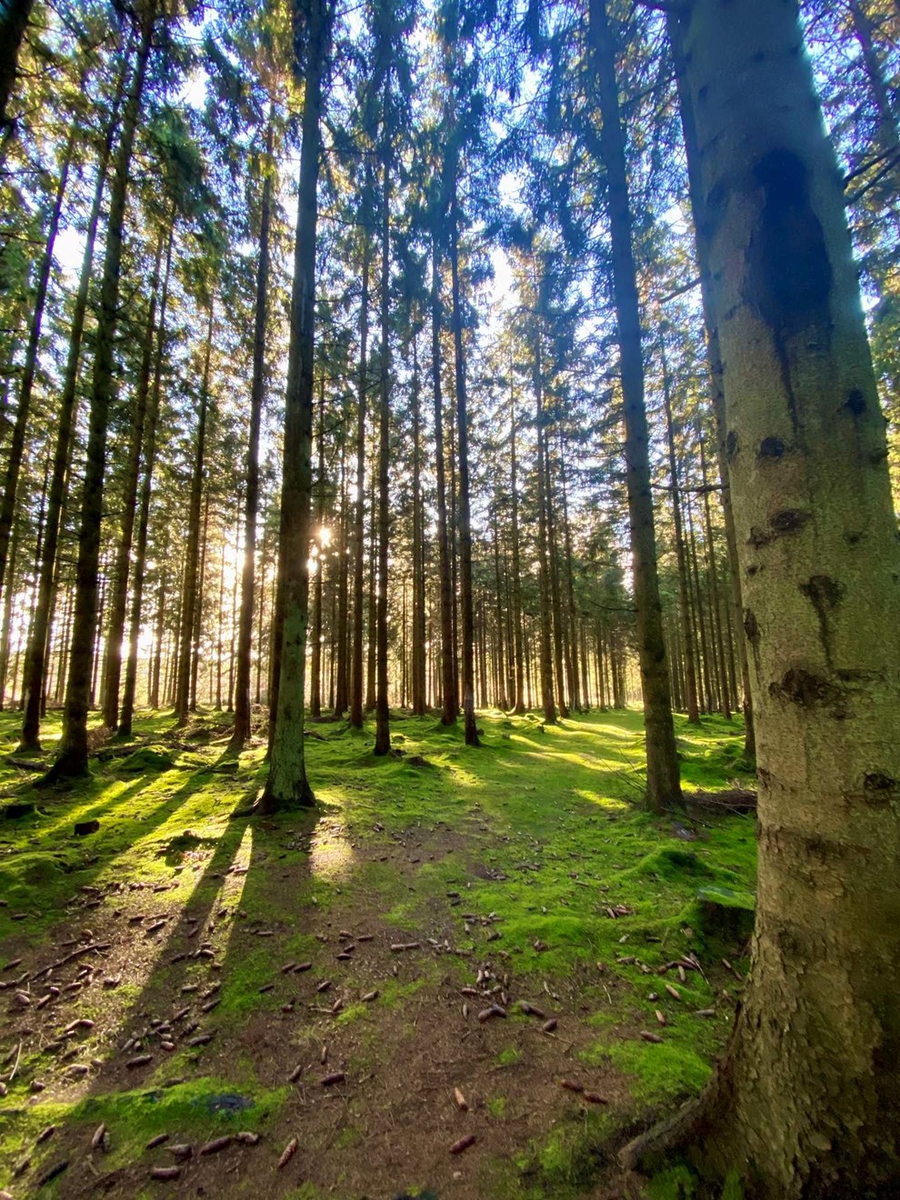 Dagens billede: Dejligt, når solen titter frem i Bisonskoven Dagens billede: Dejligt, når solen titter frem i Bisonskoven