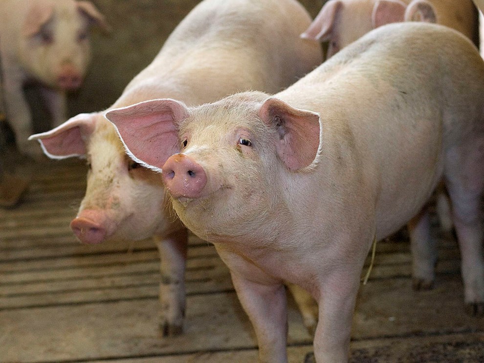 Bornholmergrisen skal have et endnu bedre liv