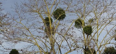 Julens skjulte historie