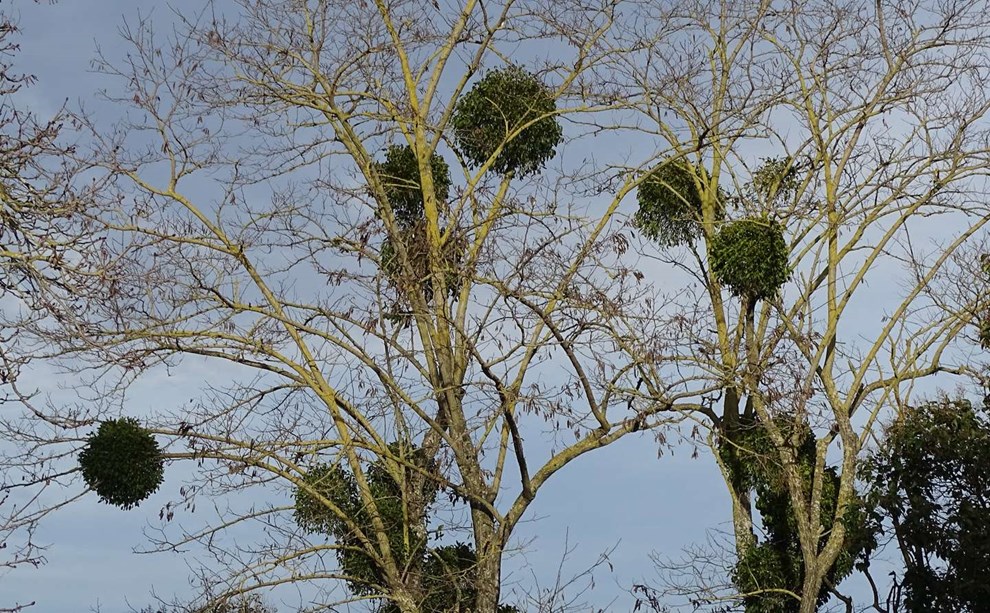 Julens skjulte historie