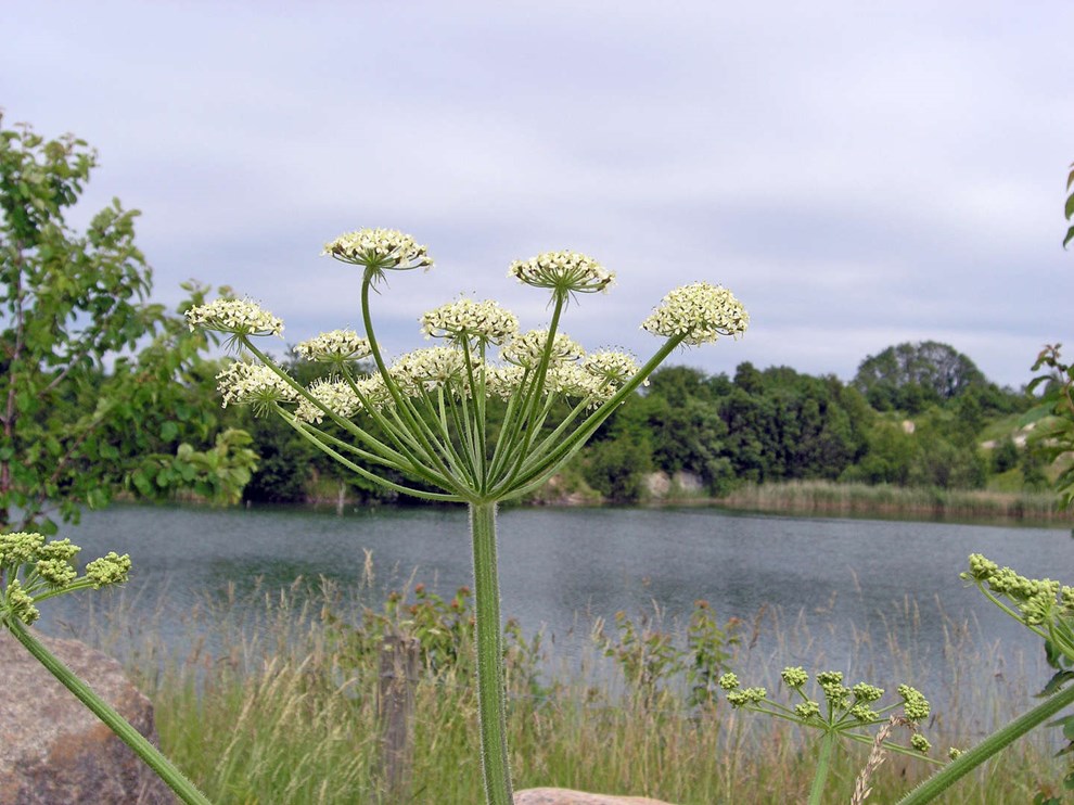 Pengene mangler: Skal udryddes på hele øen Pengene mangler: Skal udryddes på hele øen