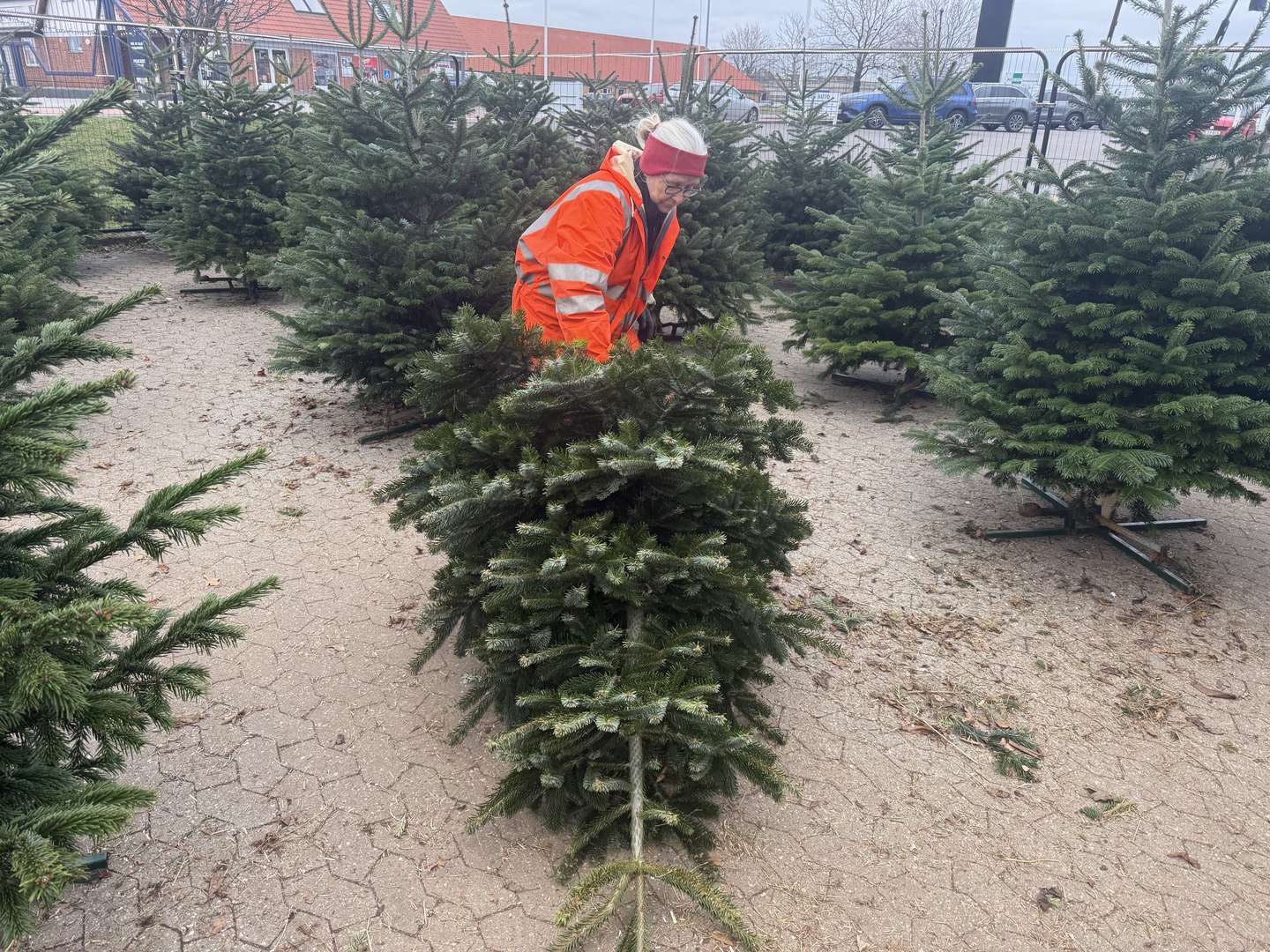 Tr�et er inde i varmen: 'Vi har det meget sjovt'