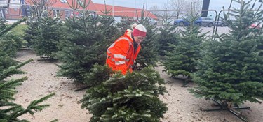 Træet er inde i varmen: 'Vi har det meget sjovt'