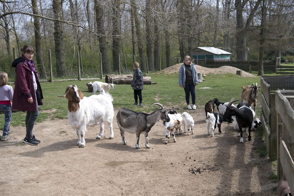 Giv juletr�et til gederne 