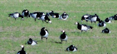 Mildere vintre forvandler Bornholms fugle og fisk