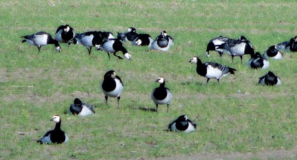 Mildere vintre forvandler Bornholms fugle og fisk