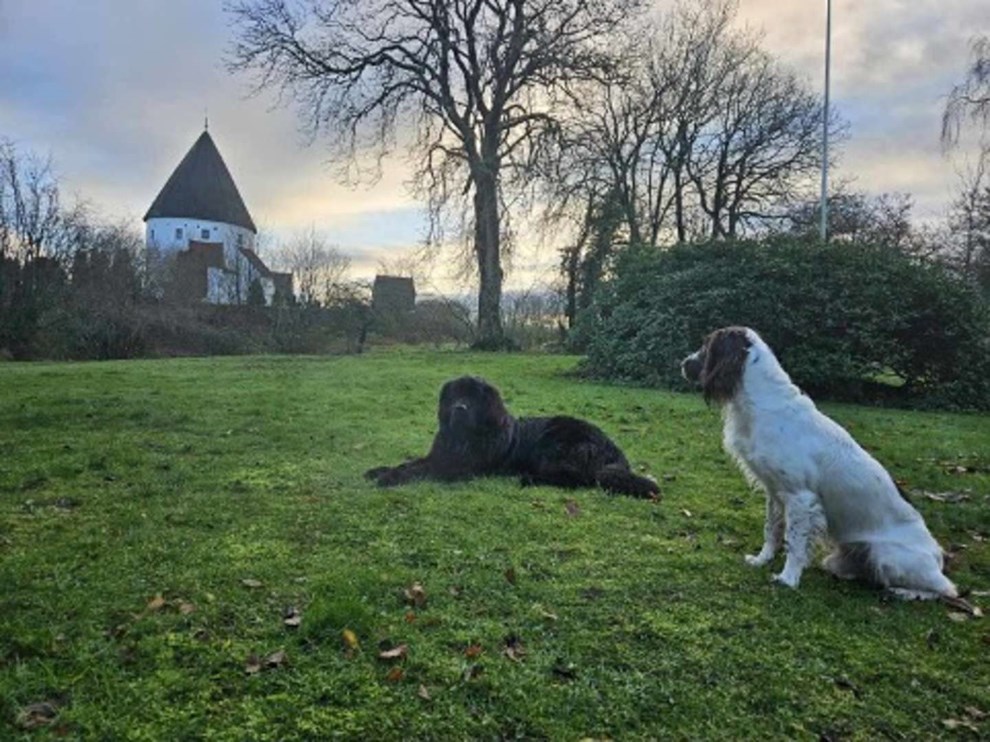 Hvad hunde kan l�re os om livet og Guds rige