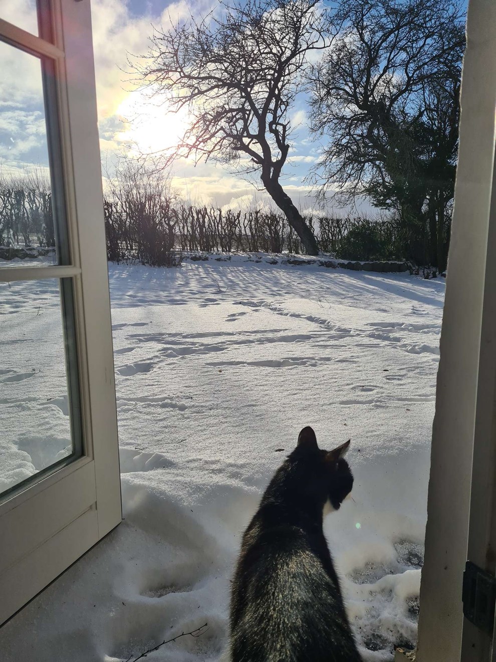 Dagens billede: Kat holder sig til politiets p�bud