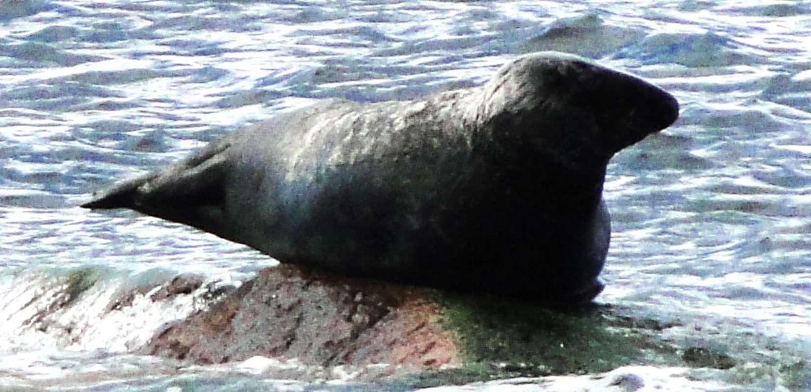 Fredet rovdyr presser torsk mod bunden