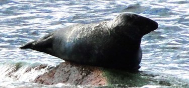 Fredet rovdyr presser torsk mod bunden