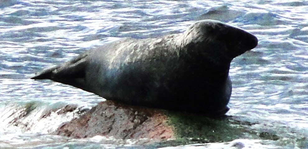 Fredet rovdyr presser torsk mod bunden