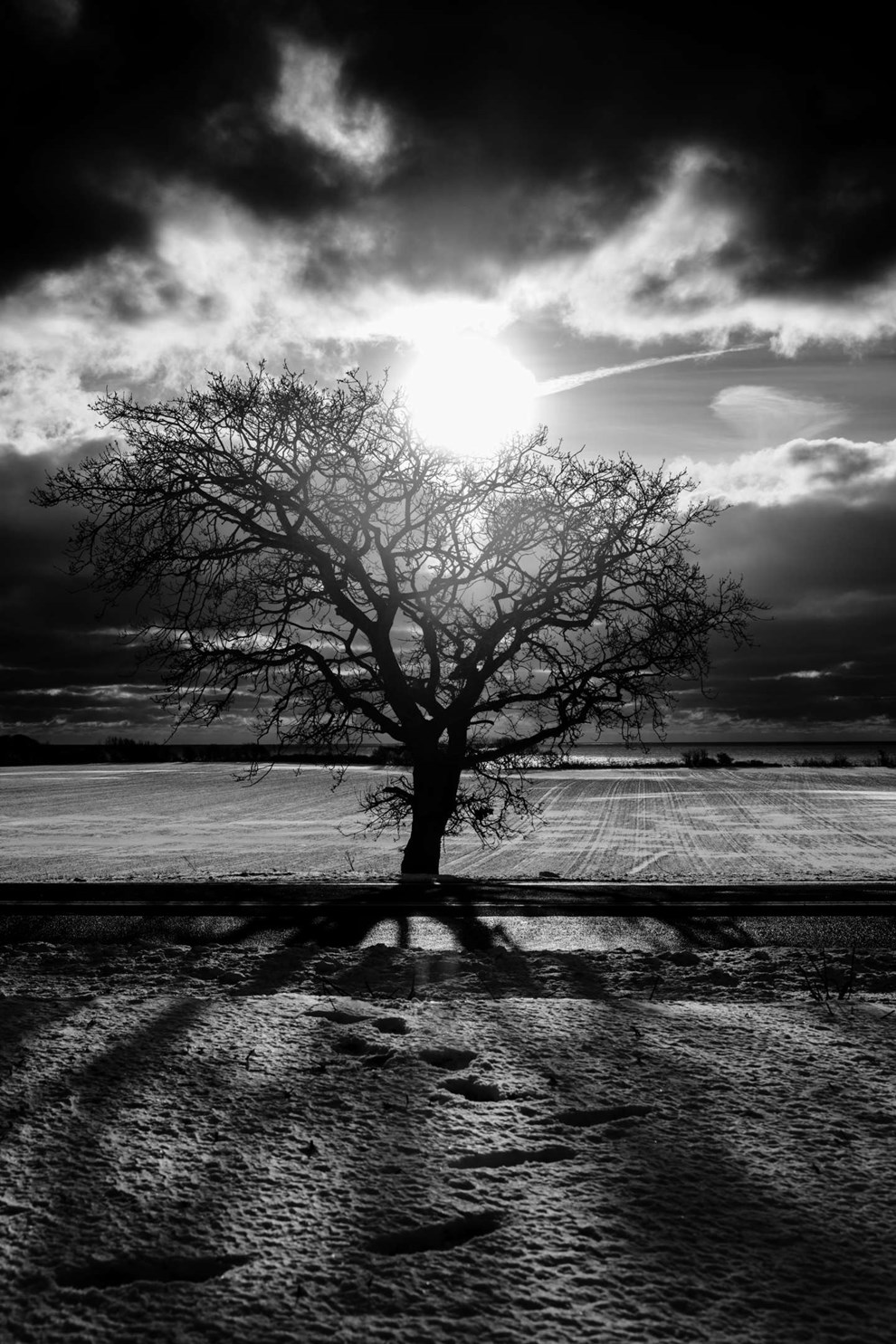 Dagens billede: Et ensomt tr� - kun i selskab af solen, jeg selv og mine spor i sneen