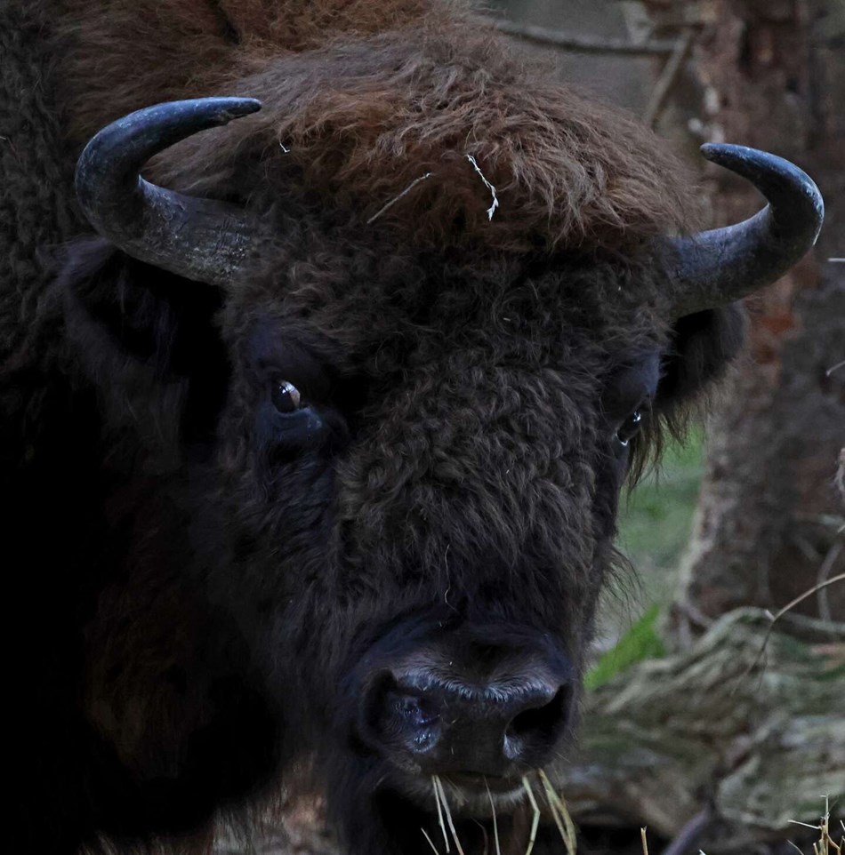Dagens billede: Bison i skoven