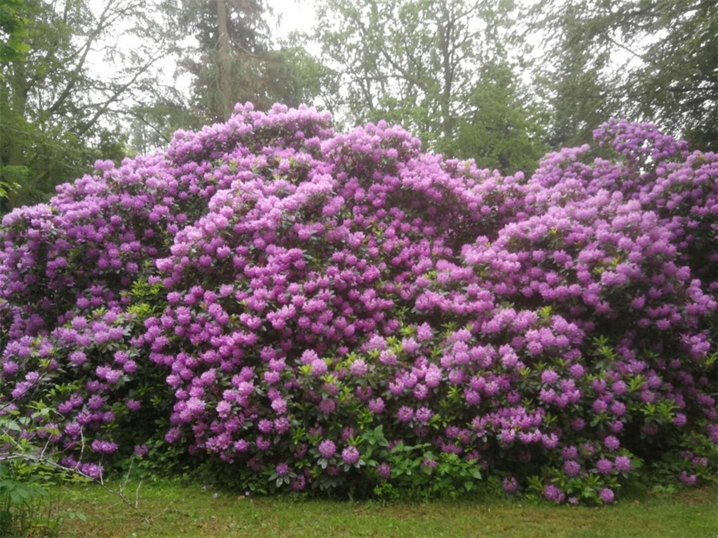 Han passede godt p� naturklenodie