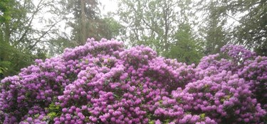 Han passede godt på naturklenodie