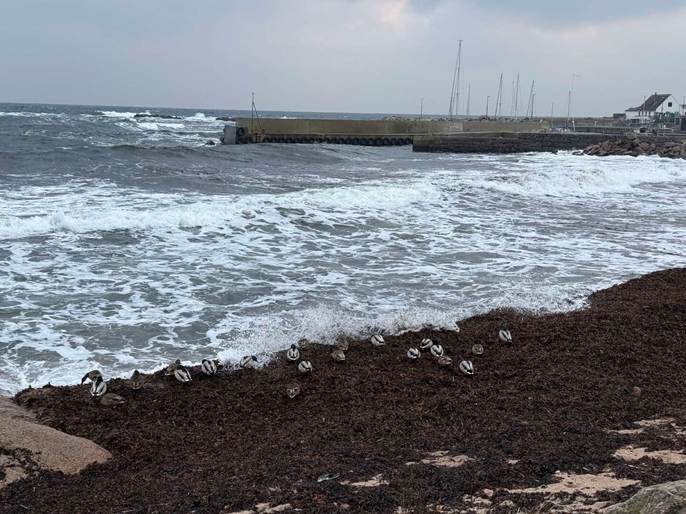 Dagens billede: Der er r�re i andedammen