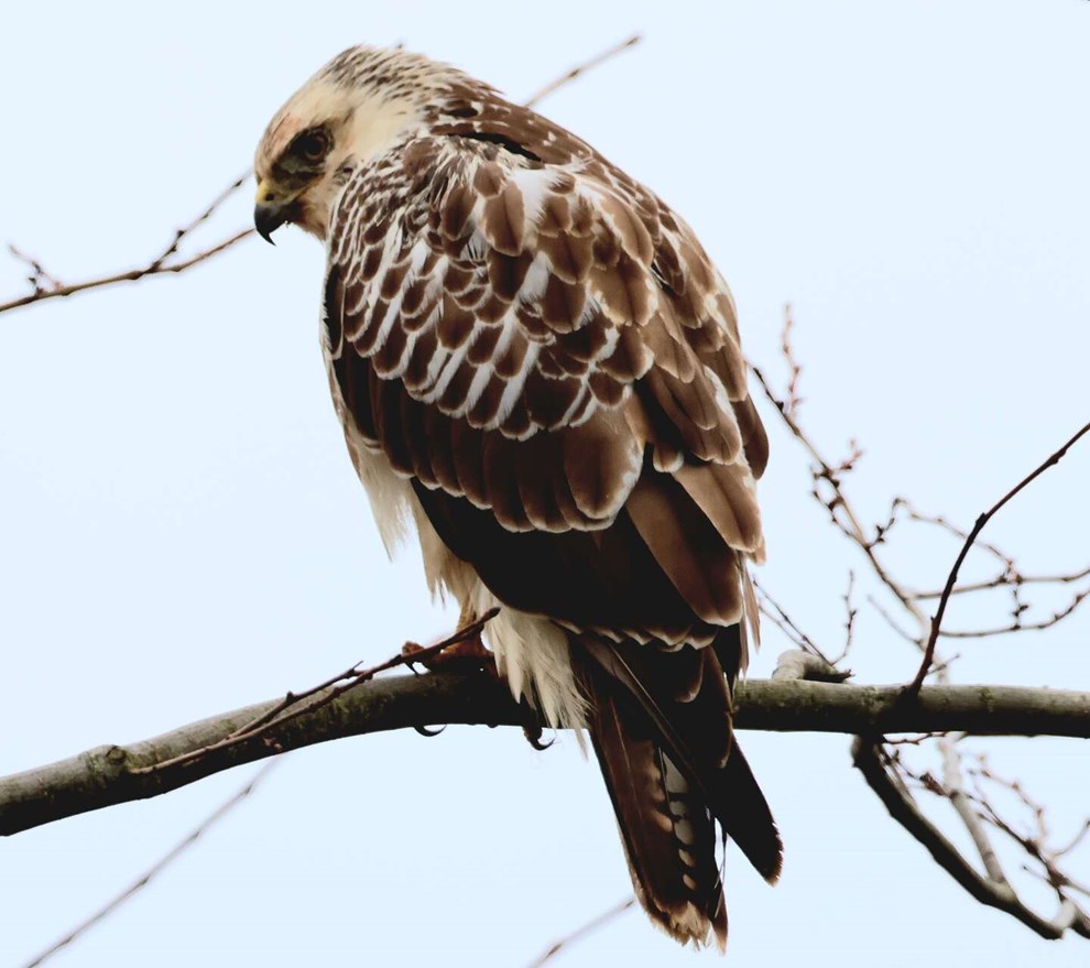 Dagens billede: Den lyse musvåge ved Helligpeder Dagens billede: Den lyse musvåge ved Helligpeder