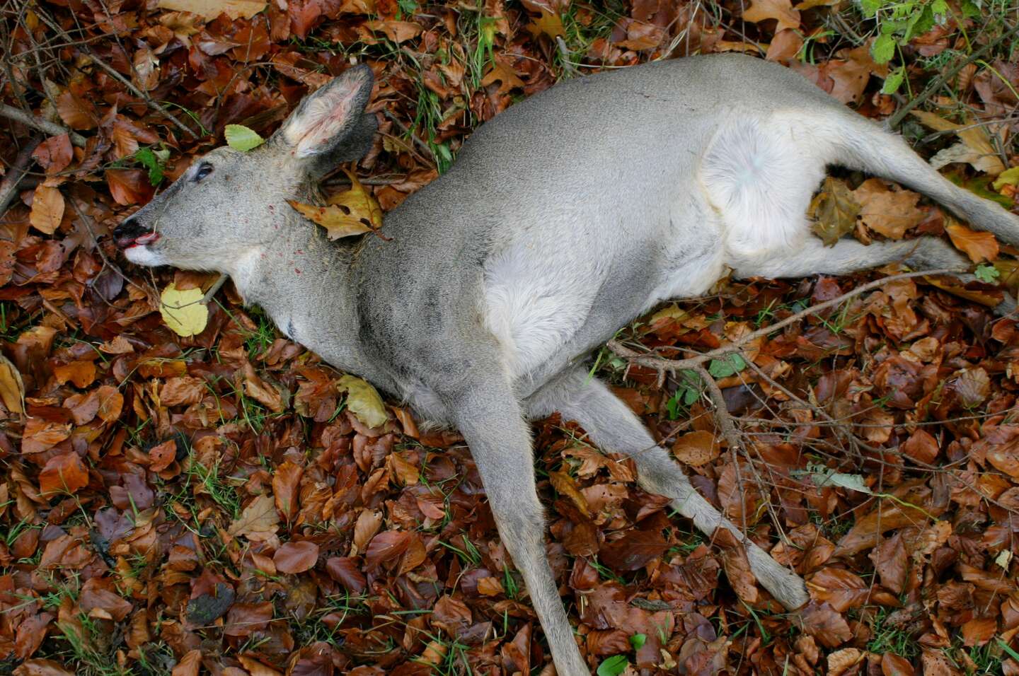 D�de dyr skaber nyt liv i naturen