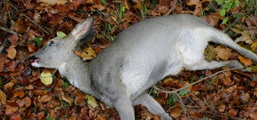 Døde dyr skaber nyt liv i naturen